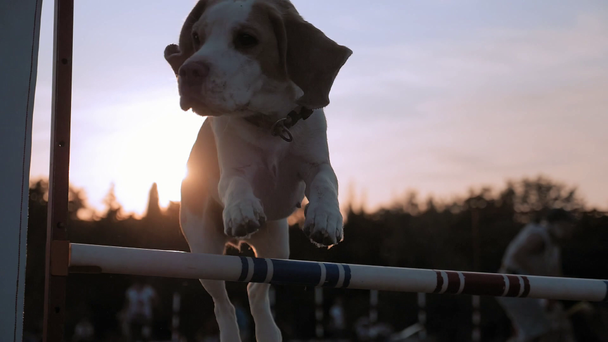 Kutya fürgeség. gyönyörű lassított átugrás egy Crossbar Beagle részt vesz egy versenyen egy tisztáson a városi parkban naplementekor - Felvétel, videó