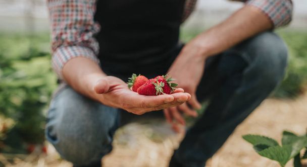 Ripe strawberry in hand of gardener in greenhouse - 写真・画像
