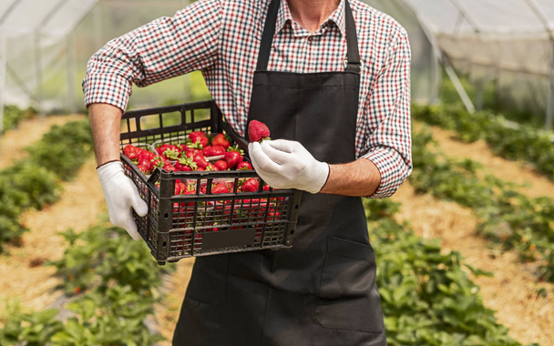 Gardener with box of strawberry box under arm holding berry in hand in green house - Foto, Imagen