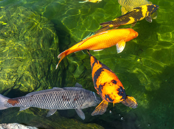 Κίνηση ομάδα πολύχρωμα ψάρια koi σε καθαρό νερό. Αυτό είναι ένα είδος ιαπωνικού κυπρίνου σε μικρές λίμνες στα οικολογικά τουριστικά αξιοθέατα. - Φωτογραφία, εικόνα