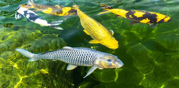 Liike ryhmä värikkäitä karppikaloja kirkkaassa vedessä. Tämä on japanilaisen karpin laji pienissä järvissä ekologisissa nähtävyyksissä. - Valokuva, kuva