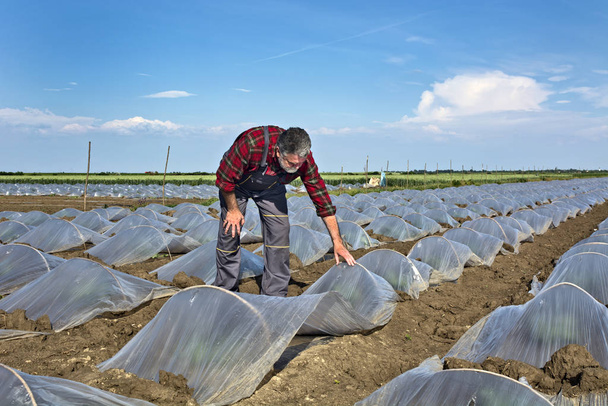 Фермер исследует арбузы
 - Фото, изображение