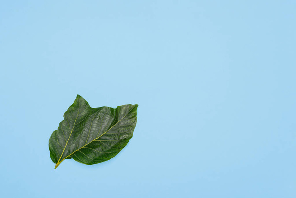 Знімок незвичайного листя волоського горіха як символ єдності в любові
.  - Фото, зображення