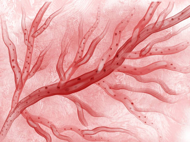 Darstellung des Kapillarnetzes und der roten Blutkörperchen - Foto, Bild