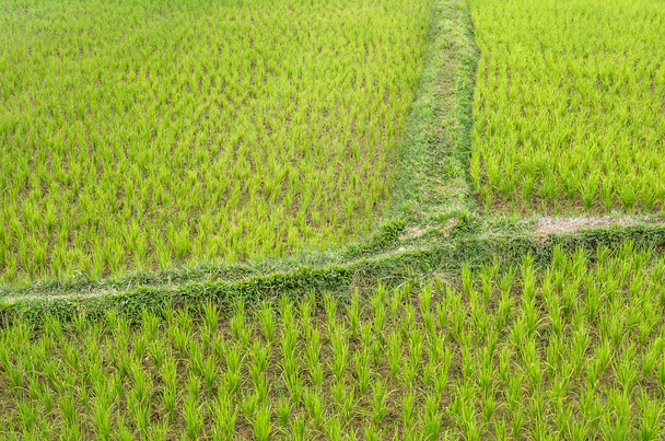 arrozal de arroz
 - Foto, Imagen