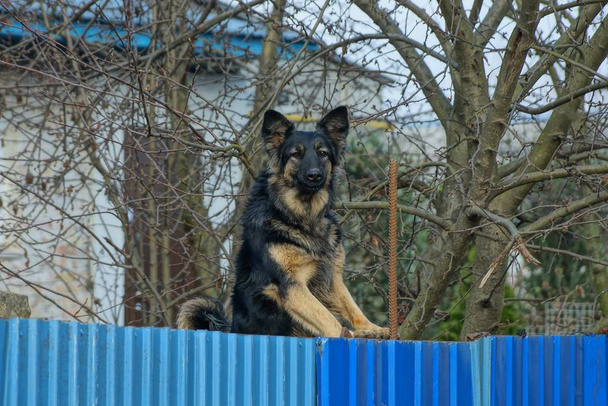 un grosso cane nero si trova su una recinzione blu in strada
 - Foto, immagini