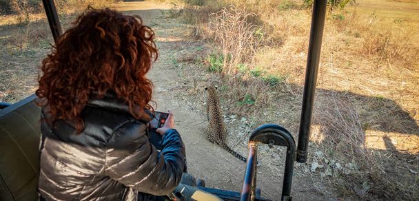 Espectacular vista de cerca del leopardo durante el safari con el turista
 - Foto, Imagen