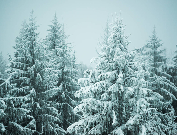 Bottom view beautiful slender snowy fir trees - Foto, afbeelding