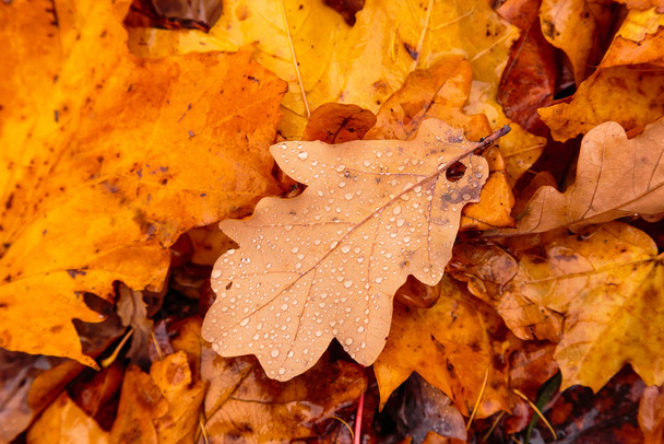 Herbst Hintergrund mit abgefallenen Blättern von gelben, roten Herbstblättern - Foto, Bild