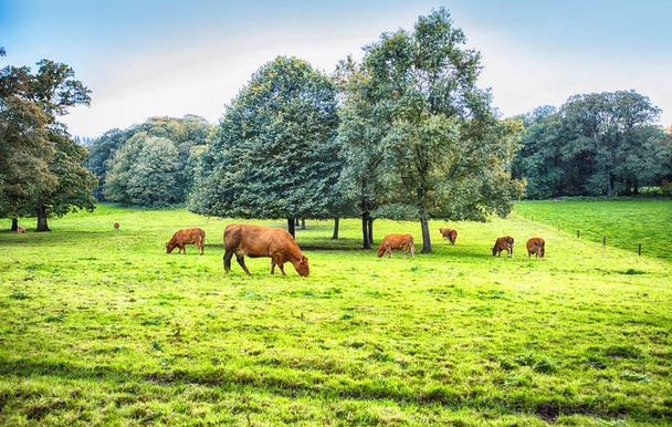 アイルランドのコルク、バーニー近くの雄牛と秋の風景    - 写真・画像