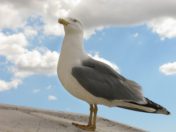 Гордая чайка
 - Фото, изображение