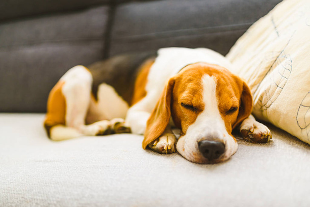 Beagle σκυλί κουρασμένος κοιμάται σε ένα άνετο καναπέ στο φωτεινό δωμάτιο. - Φωτογραφία, εικόνα
