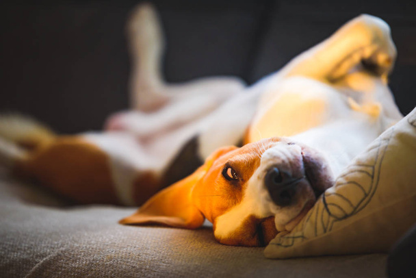 Beagle dog tired sleeps on a cozy couch in bright room. Funny position on his back, twisted. - 写真・画像