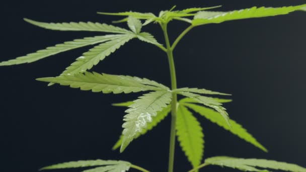 Marihuana de cannabis o planta de cannabis sobre un fondo negro oscuro. Concepto de hierbas medicinales y drogas. Vídeo de imágenes 4K
 - Metraje, vídeo