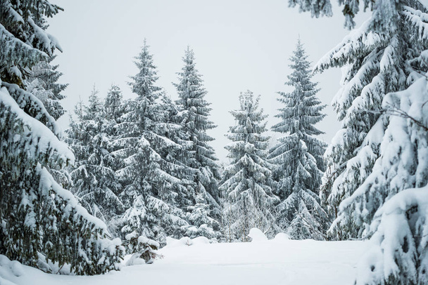 Harsh winter landscape beautiful snowy fir trees - Фото, зображення