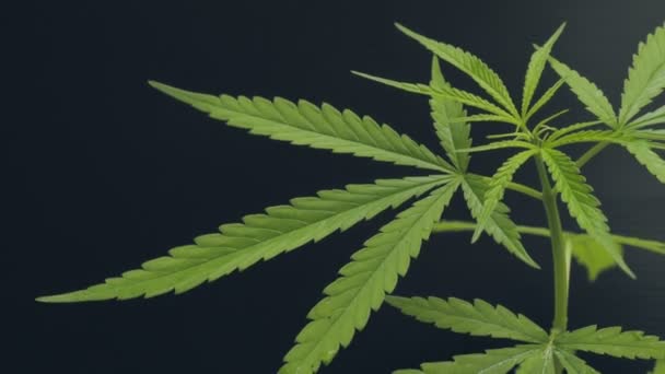 Медицинский марихуана видео статьи в журналах наркотик