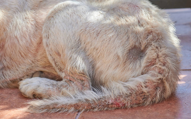 Хвіст собаки, пошкоджений грибковою хворобою
 - Фото, зображення