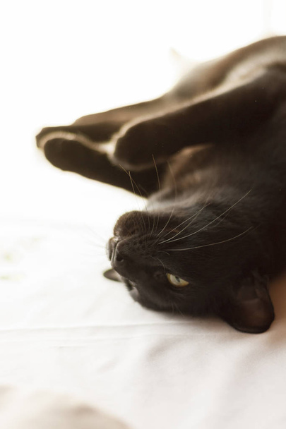 Μαύρη ανατολίτικη γάτα ξαπλωμένη στο φως του ήλιου. Ζώο, πορτραίτο, κοντινό. - Φωτογραφία, εικόνα