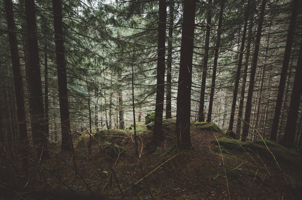 bosque de pino oscuro fondo
 - Foto, Imagen