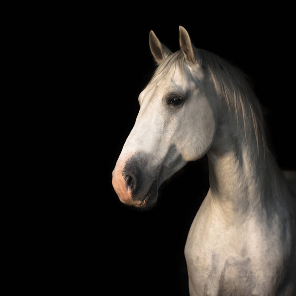 黒を背景にコピースペースのあるリピザ山の種牡馬の肖像. - 写真・画像