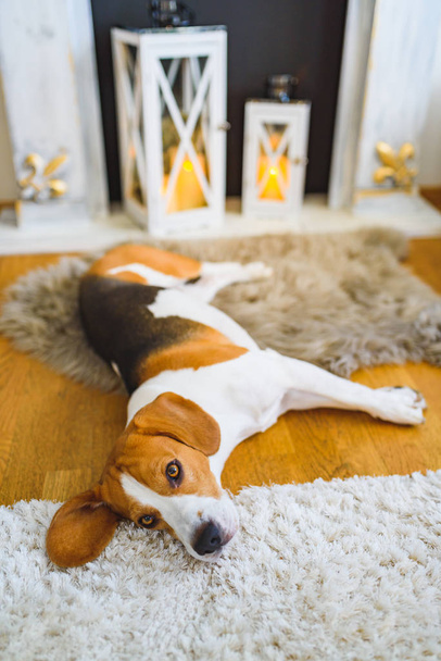 Beagle perro cansado acostado en el suelo de la alfombra
. - Foto, imagen