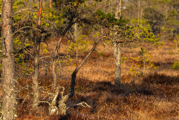 Beautiful coniferous northern forest  - Valokuva, kuva