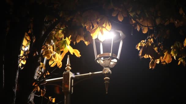 λάμπα του δρόμου και καστανιά στο πάρκο νύχτα - Πλάνα, βίντεο