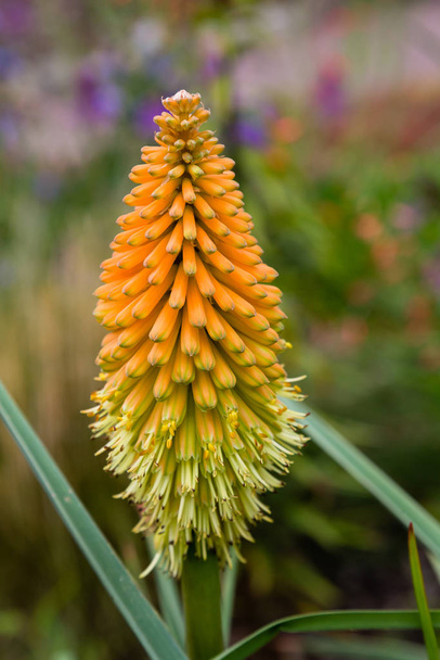 Flower of kniphofia uvaria in natural background - Photo, Image