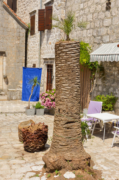 Palma s několika listy ve starém městě Kotor, Černá Hora - Fotografie, Obrázek