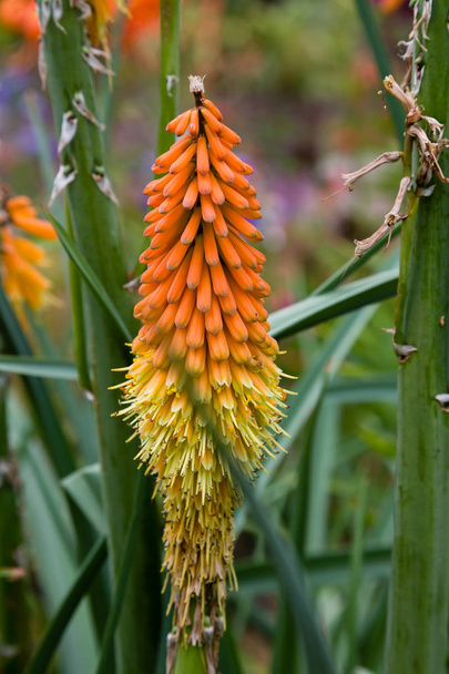 Flower of kniphofia uvaria in natural background - Photo, Image