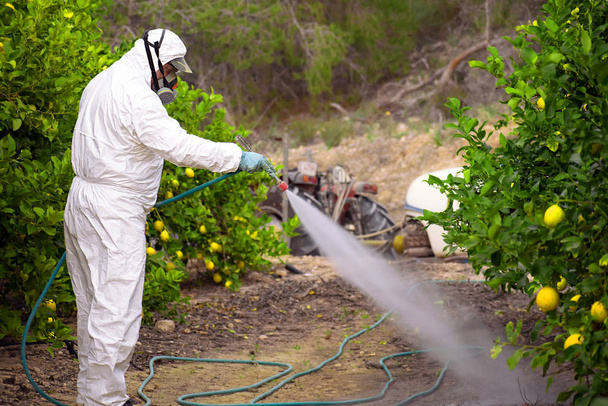 Weed insecticide fumigation. Organic ecological agriculture. Spray pesticides, pesticide on fruit lemon in growing agricultural plantation, spain. Man spraying or fumigating pesti, pest control - Photo, Image