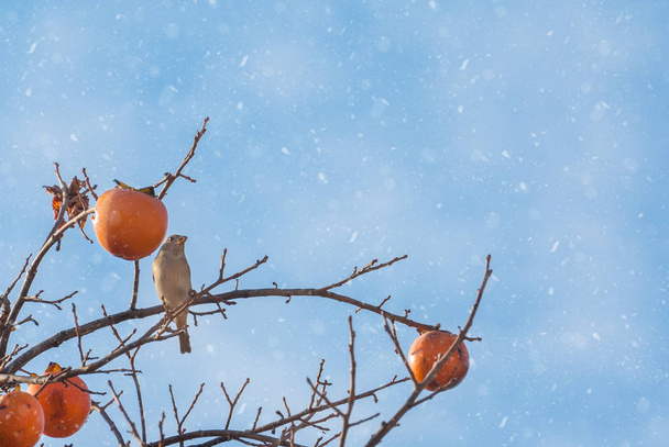 Lintu istuu talvella uuden vuoden Park oksalla aikana lumisade ja syö persimmon
 - Valokuva, kuva