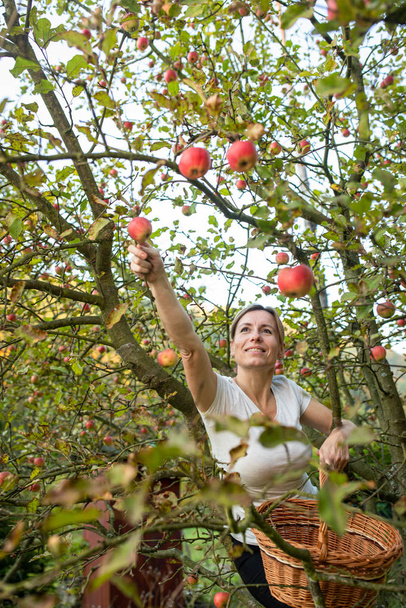 Middle aged woman picking apples in her orchard  - Fotó, kép