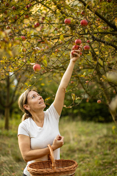 Middle aged woman picking apples in her orchard  - Foto, Bild