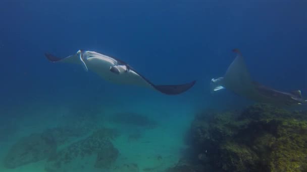 Beautiful Pair Of Manta Rays. Graceful Mantas Group. Sea Rays In Calm Blue Water - Footage, Video