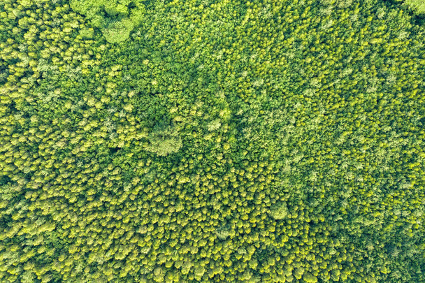 Top down aerial view of green summer forest with many fresh tree - Photo, Image