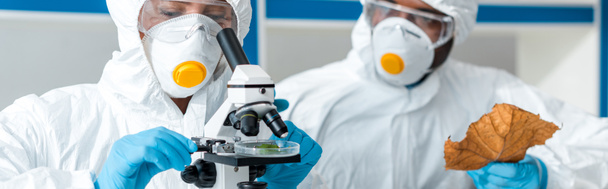 panoramic shot of biologist using microscope and african american colleague holding leaf  - Photo, Image