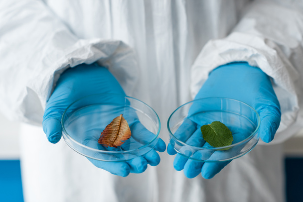 cropped view of biologist in latex gloves holding leaves in lab  - Foto, Imagen