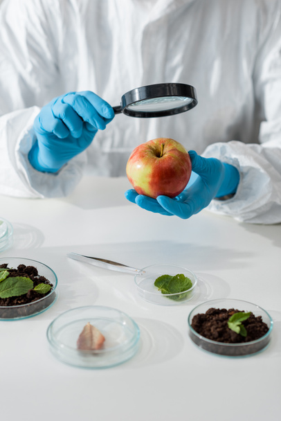 cropped view of biologist looking at apple with magnifying glass - Фото, изображение