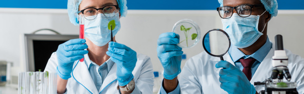 Panoramaaufnahme eines afrikanisch-amerikanischen Biologen, der Blätter mit Lupe betrachtet und Kollege im Reagenzglas hält  - Foto, Bild