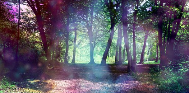 Magisch sprookjesbos met etherisch licht - surrealistisch fantasiebos met etherische verlichting op bomen en kreupelhout met kopieerruimte - Foto, afbeelding