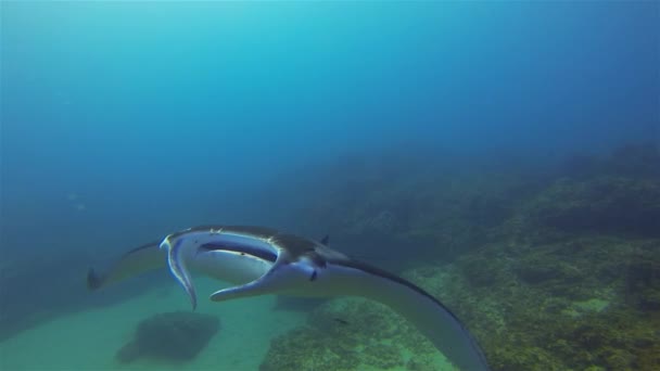 Big Manta Ray van dichtbij. Mantaray Voeding & Zwemmen In Zonlicht Blauwe Zee Water - Video