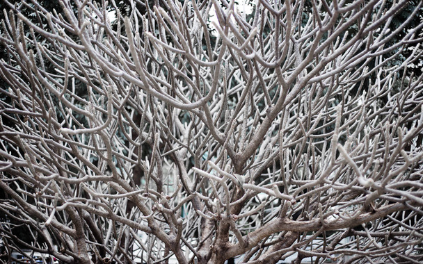 ramo de antler de árvore parque ao ar livre como padrão
 - Foto, Imagem