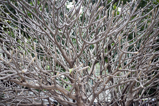 ramo del corno del parco all'aperto albero come modello
  - Foto, immagini
