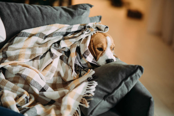 Köpek kanepede yatar ve ekoseye sarınır.. - Fotoğraf, Görsel
