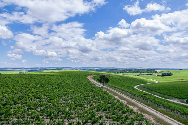 Closeup panoramatický záběr v letní vinice malebná krajina, plantáž, překrásné vinařské větve, slunce, obloha, vápencová půda. Koncept podzimní sklizně hroznů, přírodní zemědělství - Fotografie, Obrázek