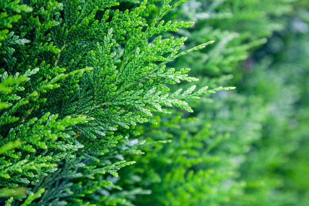 Closeup taze yeşil noel yaprakları, thuja ağaçlarının dalları üzerinde - Fotoğraf, Görsel
