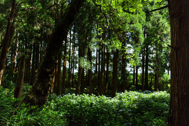 Forêt luxuriante sur l'île Faial, Açores
 - Photo, image