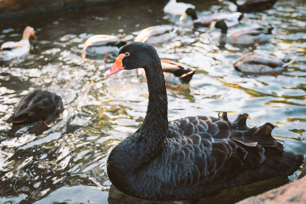 The black swan (Cygnus atratus) in a park in Oropesa, Valencia - Фото, зображення