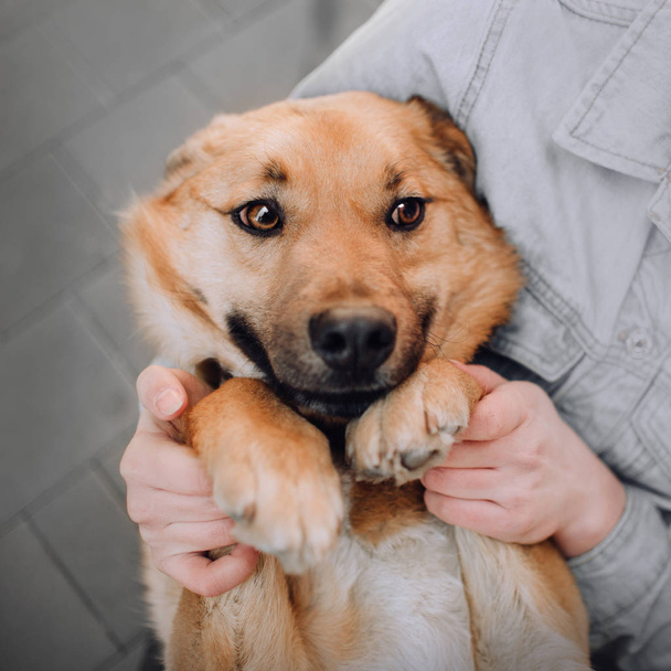 funny shy mixed breed dog portrait outdoors - Photo, image